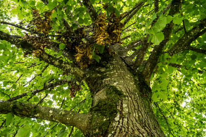 Der Lindenbaum – Lindenblüten